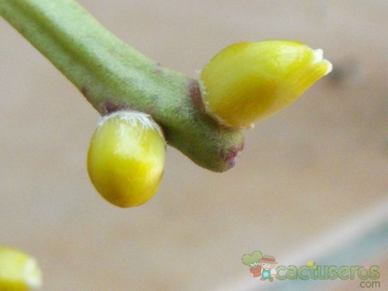 Una foto de Rhipsalis floccosa