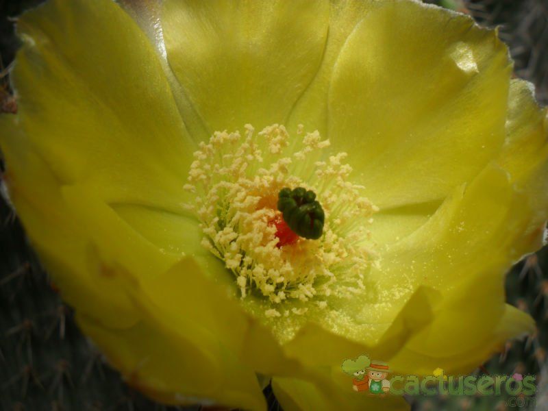 Una foto de Opuntia pailana