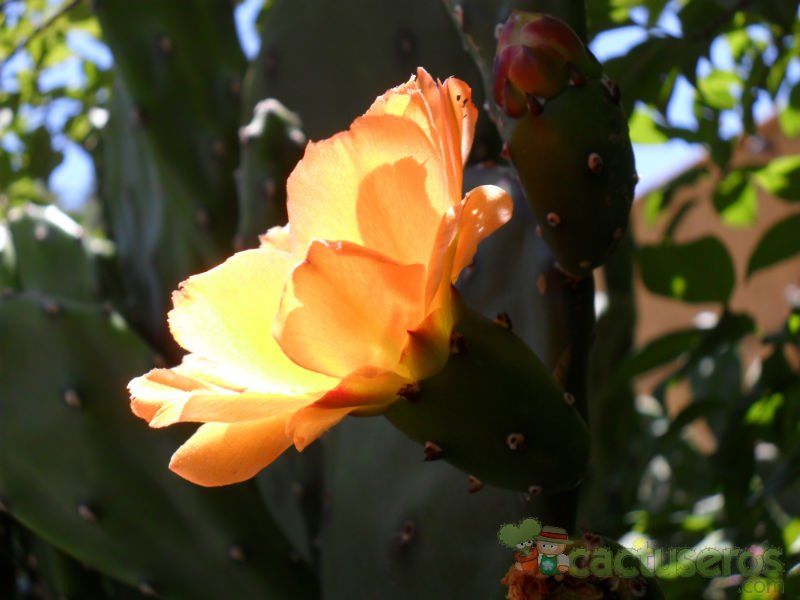 A photo of Opuntia paraguayensis