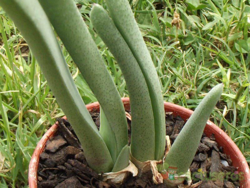 A photo of Cheiridopsis denticulata
