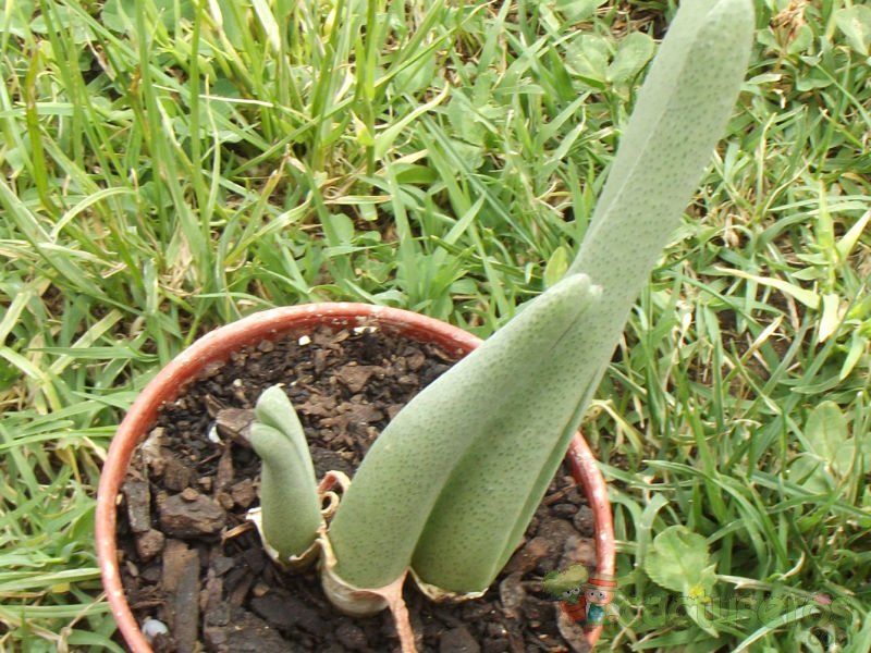 A photo of Cheiridopsis denticulata