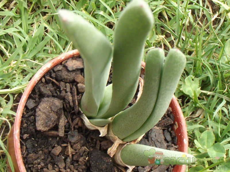 A photo of Cheiridopsis denticulata