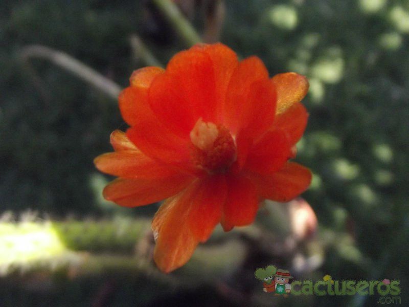 Una foto de Corryocactus apiciflorus