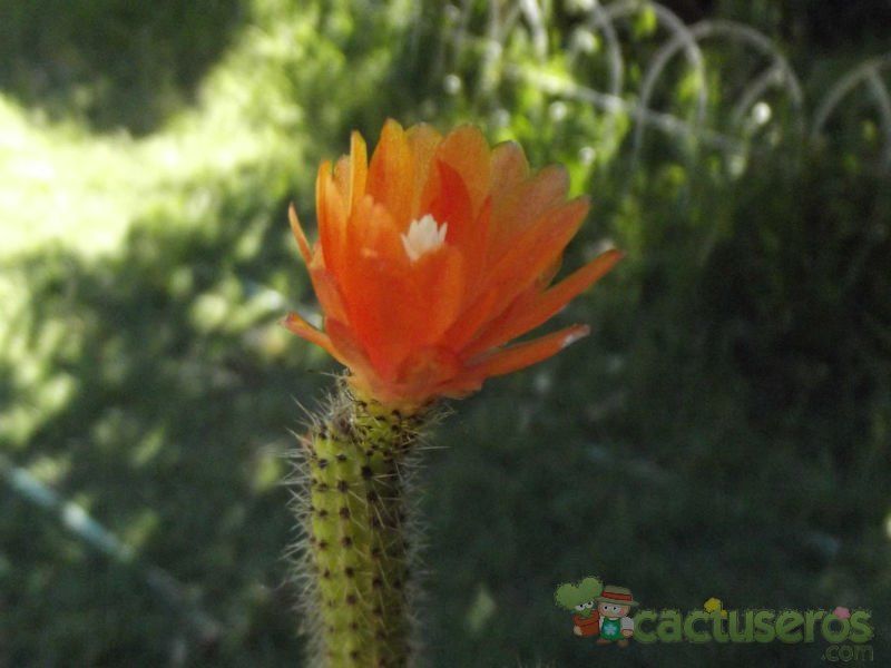 Una foto de Corryocactus apiciflorus