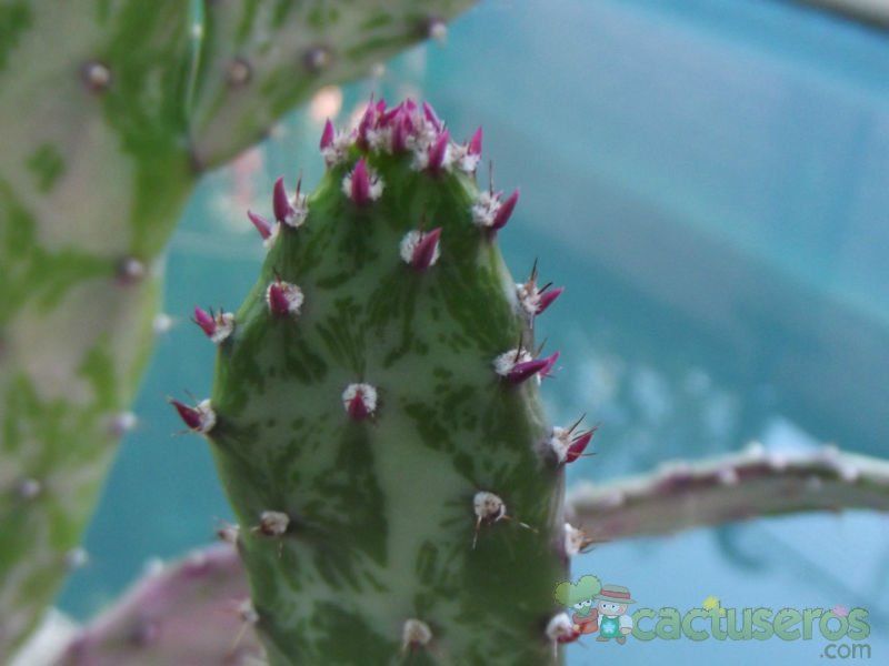 A photo of Opuntia monacantha fma. variegada