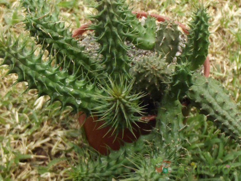 A photo of Huernia echidnopsioides