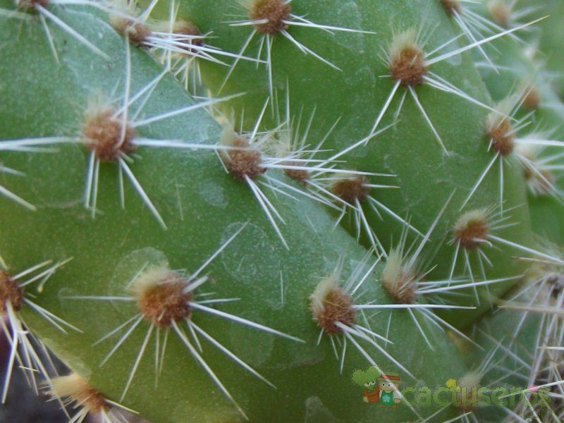 Una foto de Austrocylindropuntia shaferi