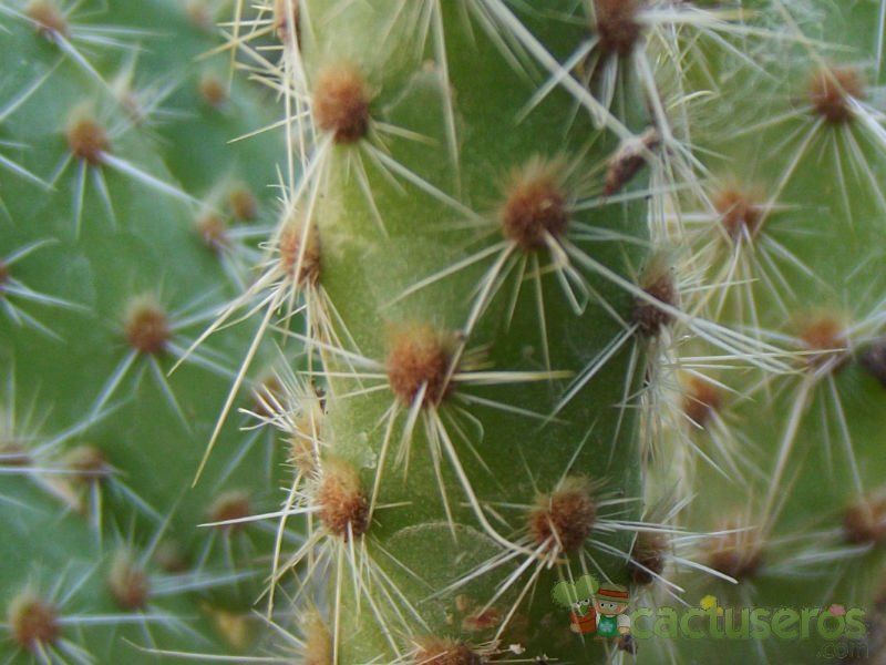 Una foto de Austrocylindropuntia shaferi