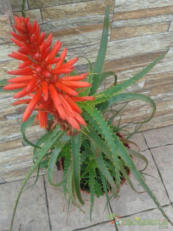 Una foto de Aloe arborescens