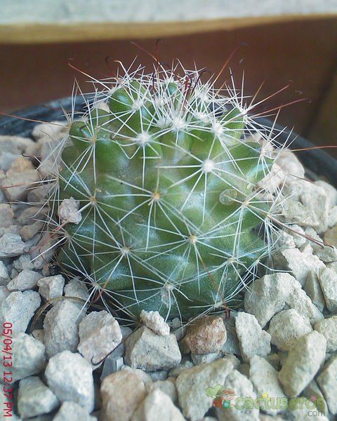 A photo of Mammillaria beneckei