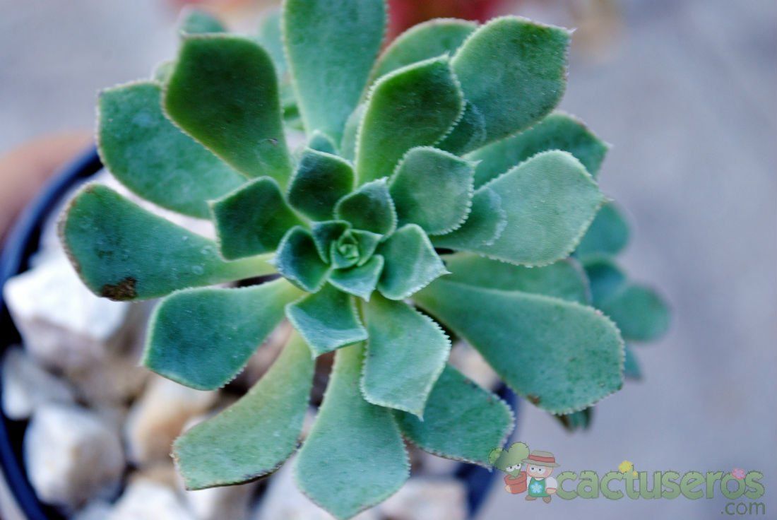 A photo of Aeonium gomerense