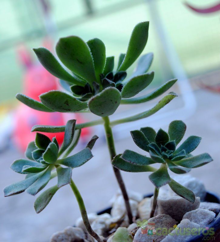 A photo of Aeonium gomerense