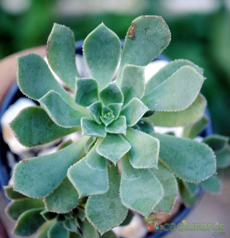 A photo of Aeonium gomerense