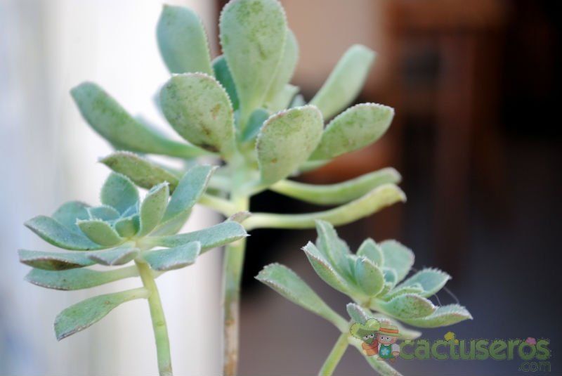 A photo of Aeonium gomerense