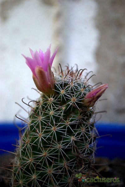 Una foto de Mammillaria mazatlanensis