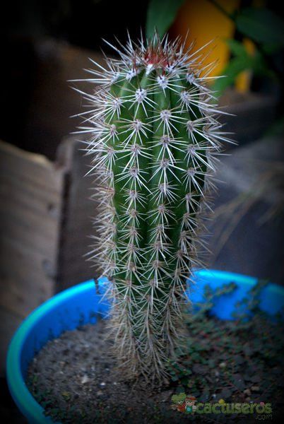Una foto de Pachycereus pringlei