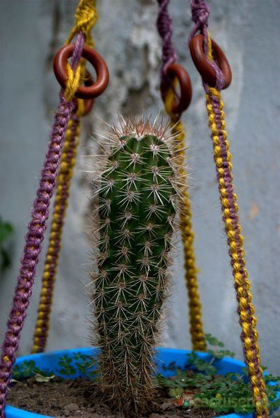Una foto de Pachycereus pringlei
