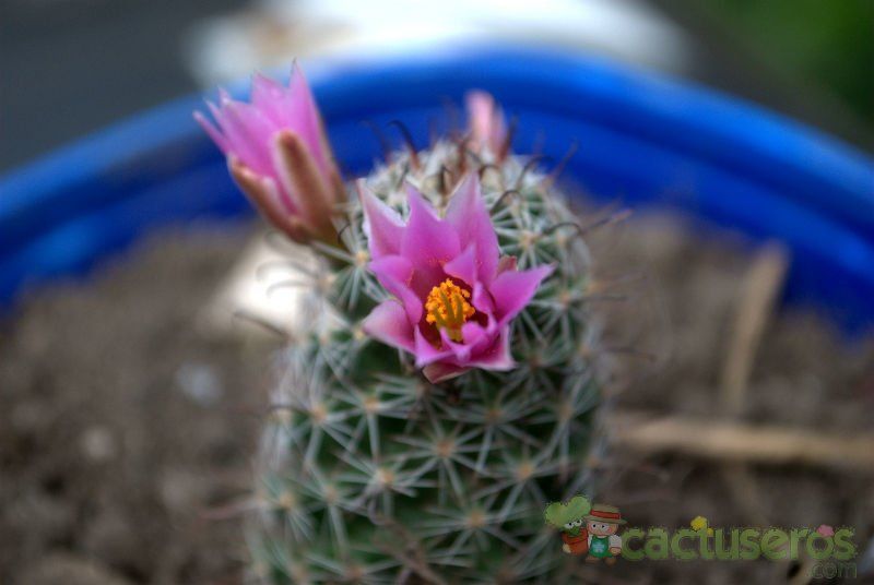 Una foto de Mammillaria mazatlanensis