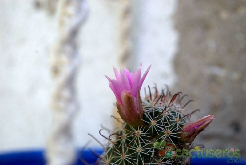 Una foto de Mammillaria mazatlanensis