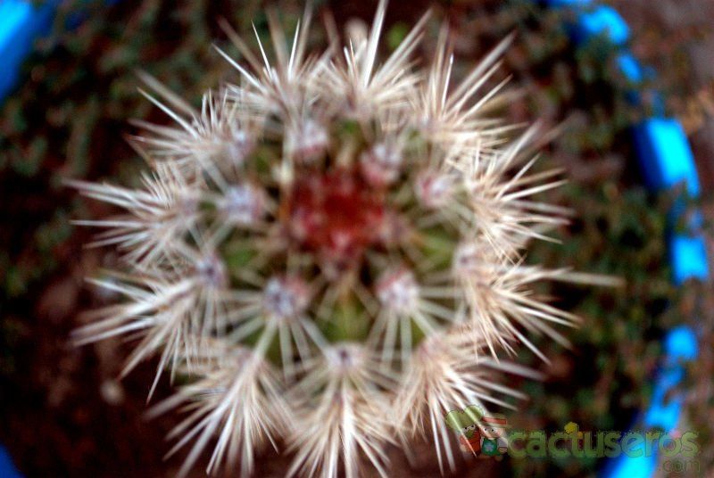 Una foto de Pachycereus pringlei
