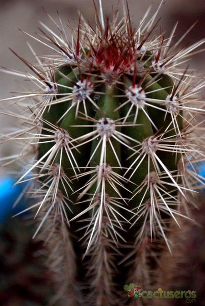 Una foto de Pachycereus pringlei