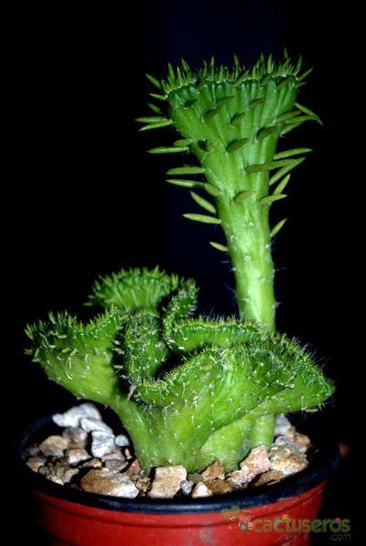 Una foto de Austrocylindropuntia subulata fma. crestada