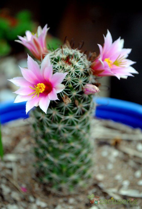 Una foto de Mammillaria mazatlanensis