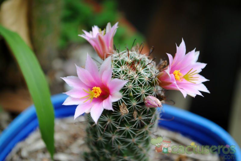 Una foto de Mammillaria mazatlanensis