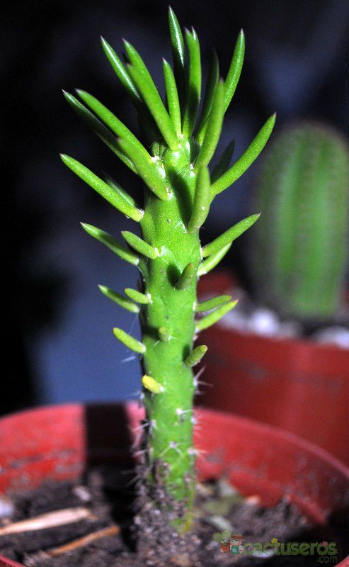 Una foto de Austrocylindropuntia subulata