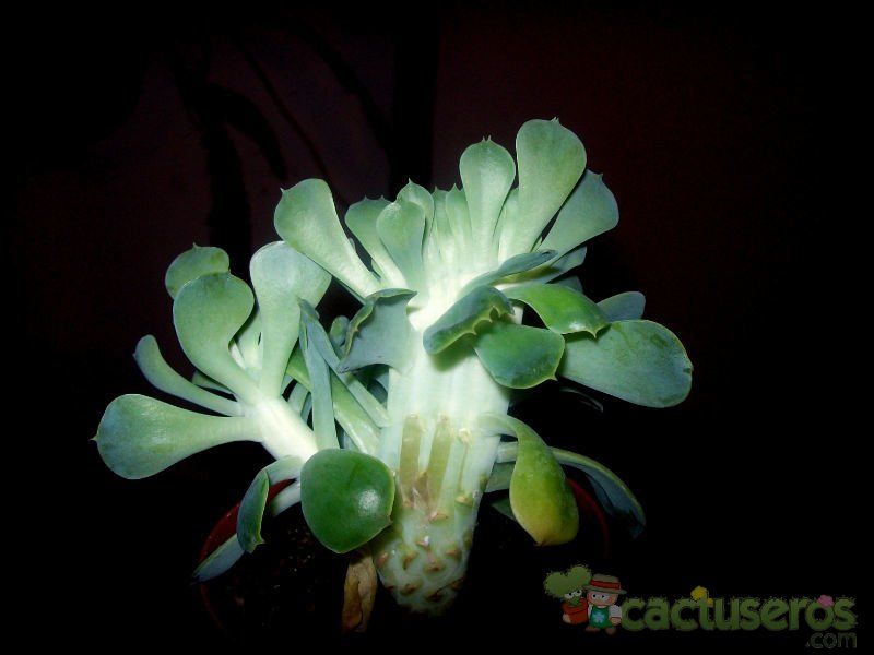 A photo of Echeveria secunda fma. crestada