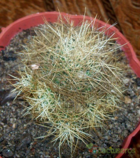 Una foto de Mammillaria decipiens ssp. camptotricha