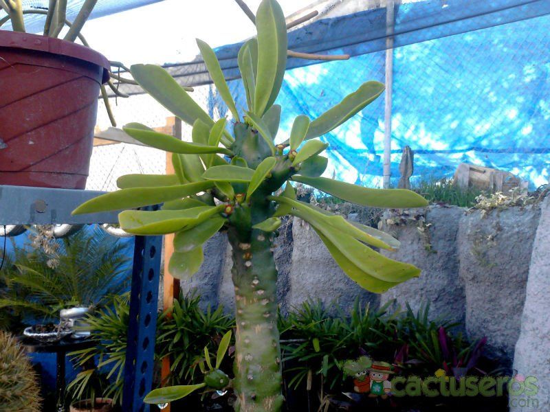 A photo of Euphorbia undulatifolia