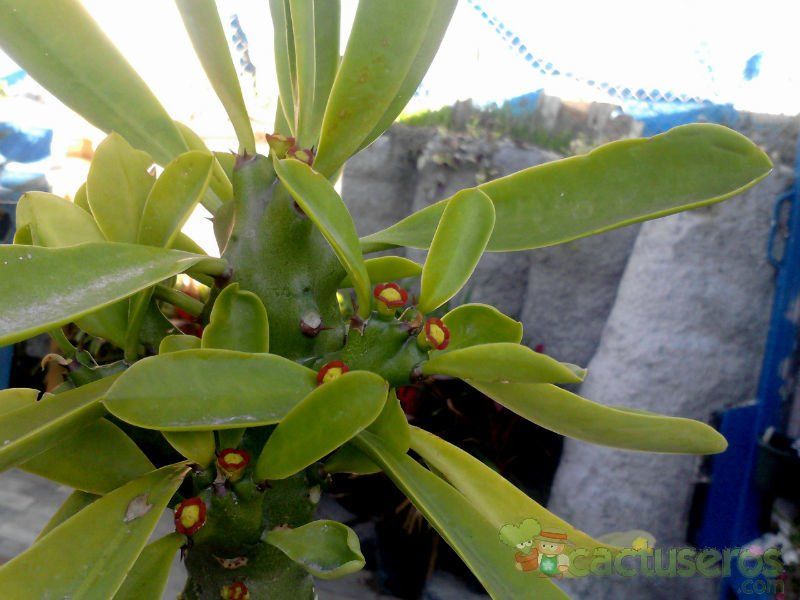 A photo of Euphorbia undulatifolia