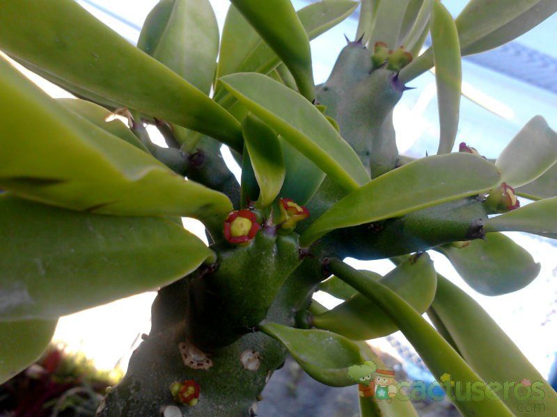 A photo of Euphorbia undulatifolia
