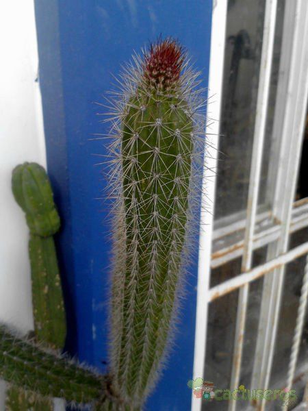 A photo of Peniocereus serpentinus