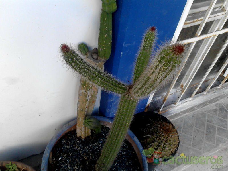 A photo of Peniocereus serpentinus