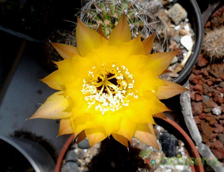 A photo of Echinopsis haematantha
