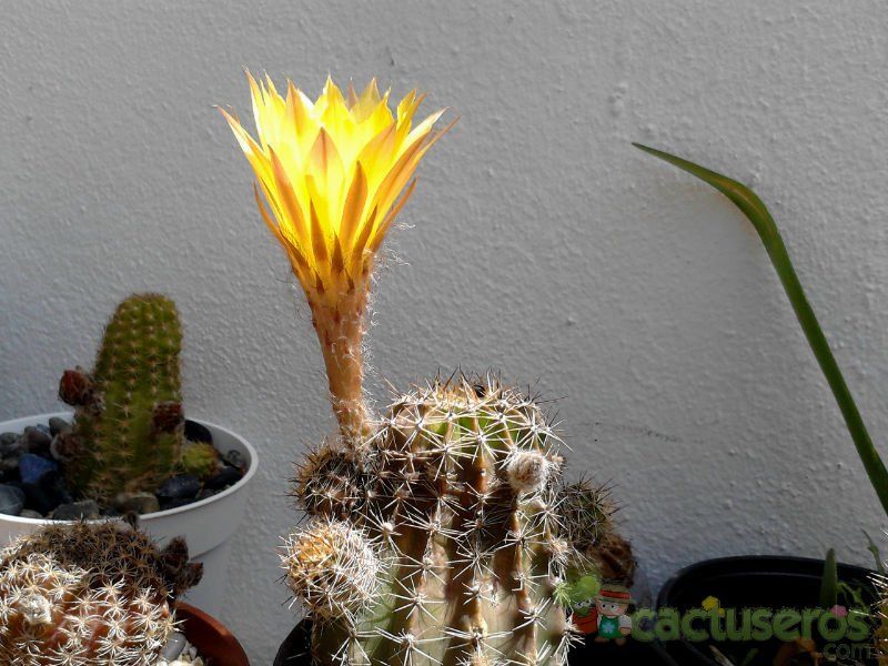 A photo of Echinopsis haematantha