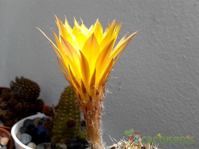 A photo of Echinopsis haematantha