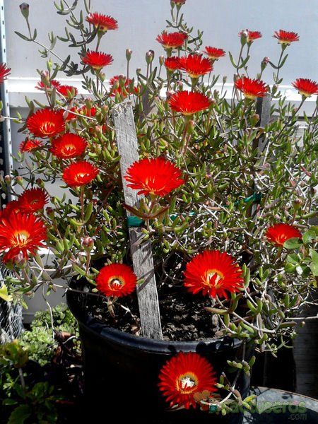 A photo of Drosanthemum speciosum