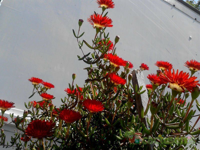 Una foto de Drosanthemum speciosum