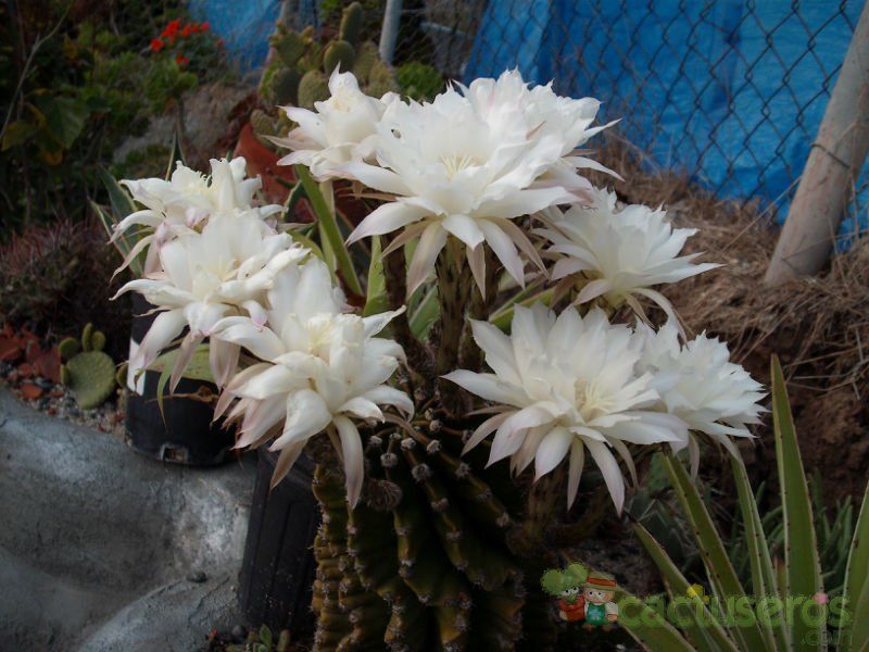Una foto de Echinopsis eyriesii