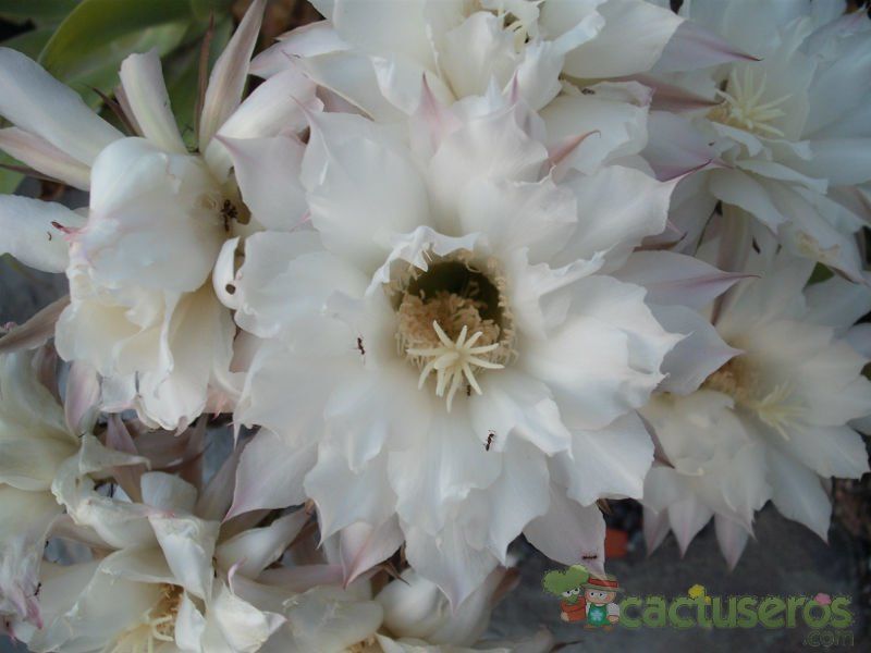 A photo of Echinopsis eyriesii