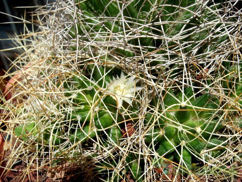 Una foto de Mammillaria decipiens ssp. camptotricha