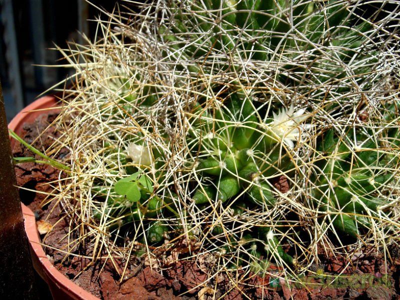 Una foto de Mammillaria decipiens ssp. camptotricha