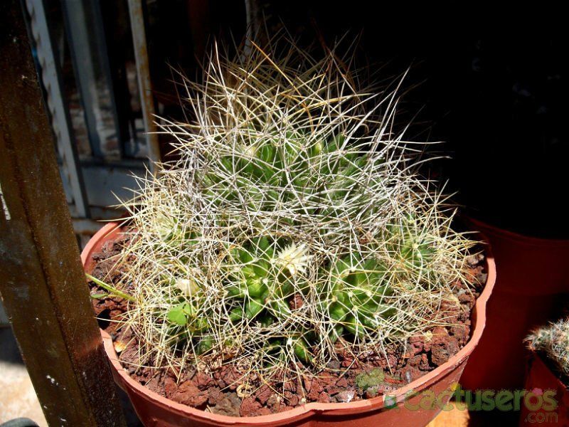 Una foto de Mammillaria decipiens ssp. camptotricha