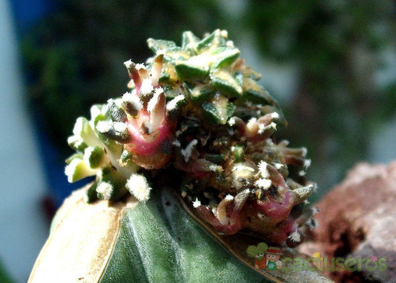Una foto de Ariocarpus kotschoubeyanus fma. monstruosa
