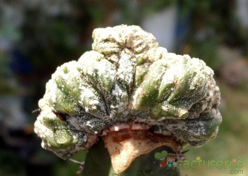 Una foto de Astrophytum myriostigma cv. HAKUUN fma. crestada