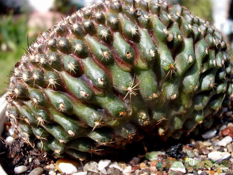 Una foto de Copiapoa humilis fma. crestada
