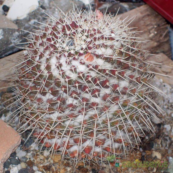 A photo of Mammillaria karwinskiana subsp. nejapensis